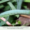 lasiommata megera larva4 daghestan1